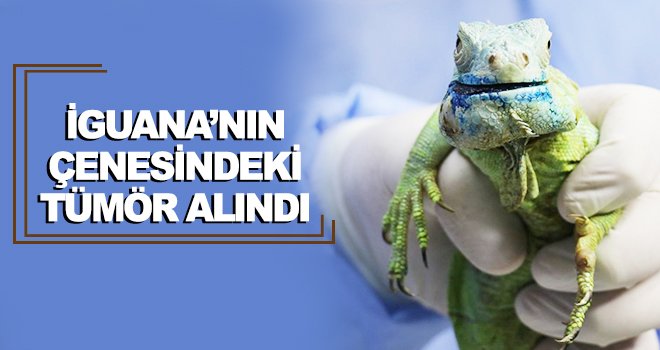 İguana Gaziantep Hayvanat Bahçesi’ni harekete geçirdi