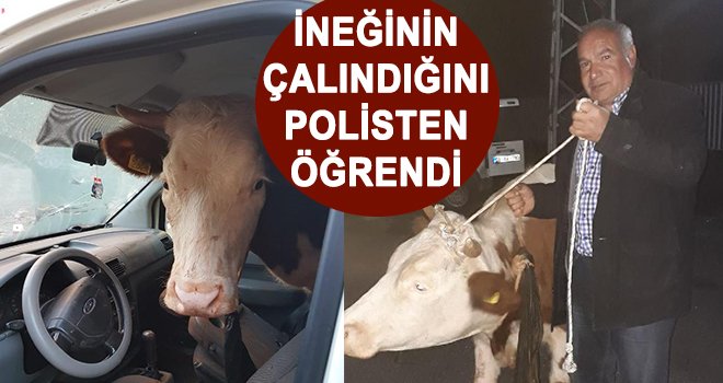 İneğinin çalındığını polisten öğrendi