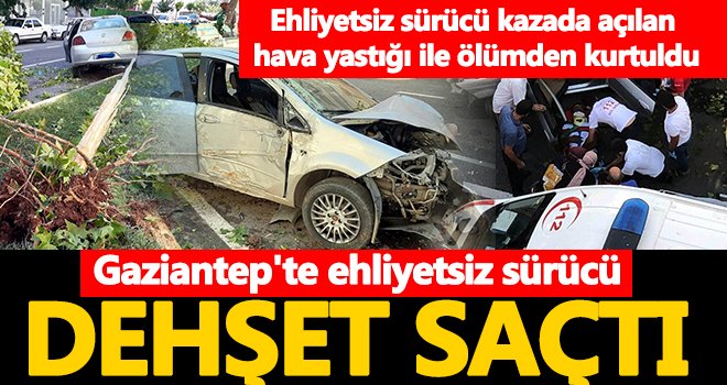 Kaza anında otomobilin çarptığı çınar ağacı kökünden söküldü