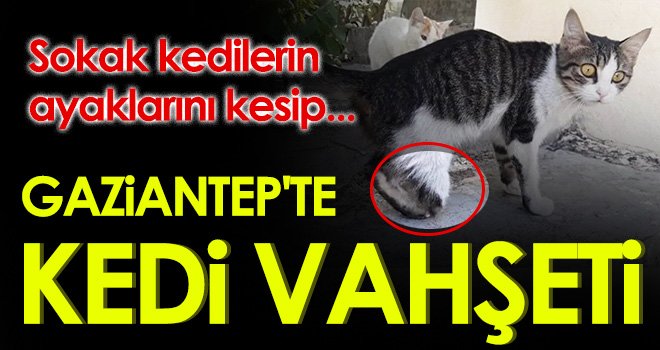 Kedi vahşeti! 10'dan fazla kedinin ayakları kesildi