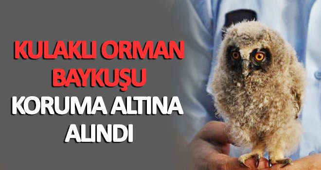 kulaklı orman baykuşu koruma altına alındı