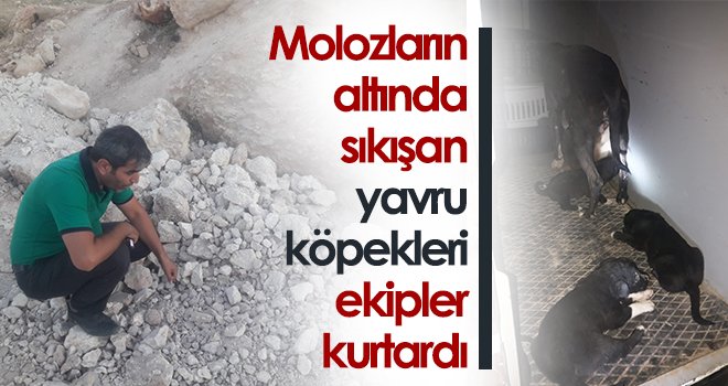 Molozların altında sıkışan yavru köpekleri ekipler kurtardı