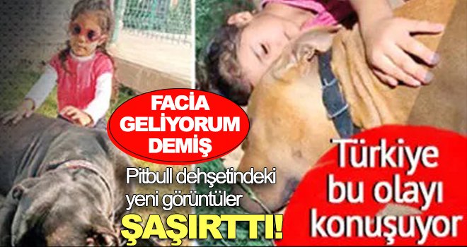 Pitbull dehşeti! Faciaya resmen davetiye çıkarılmış