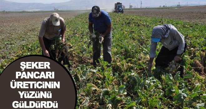 Gaziantep'te şeker pancarı hasadına başlandı