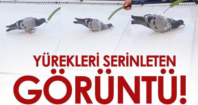 Sıcaktan bunalan güvercin hortumdan akan suyla serinledi