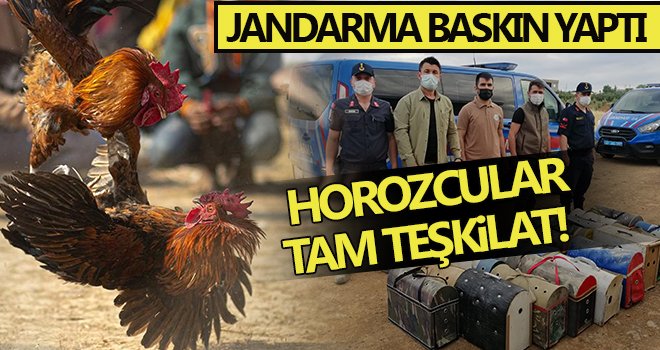 Tam kapanmada horoz dövüştürenlere jandarmadan baskın