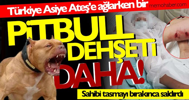 Korkunç! Türkiye Asiye Ateş'e ağlarken bir pitbull dehşeti daha yaşandı!