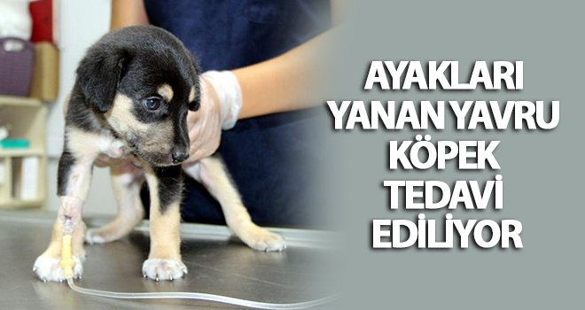 Yavru köpeğin üzerine tiner dökerek yakmak istediler