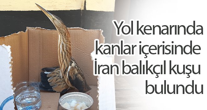 Yol kenarında kanlar içerisinde İran balıkçıl kuşu bulundu