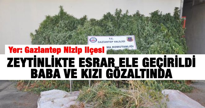 Zeytinlikte esrar ele geçirildi, baba ve kızı gözaltında