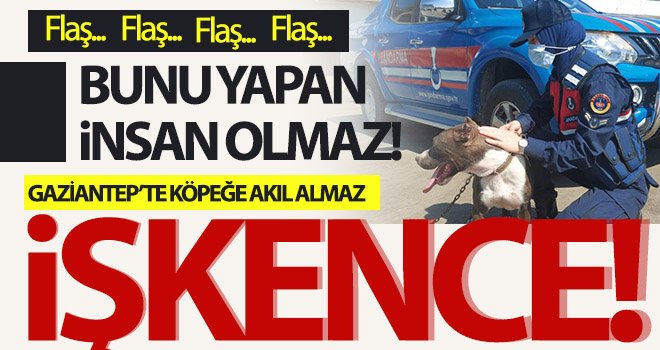 Köpeği hareket halindeki araca bağlayarak koşturan şahsa 2 bin lira ceza 