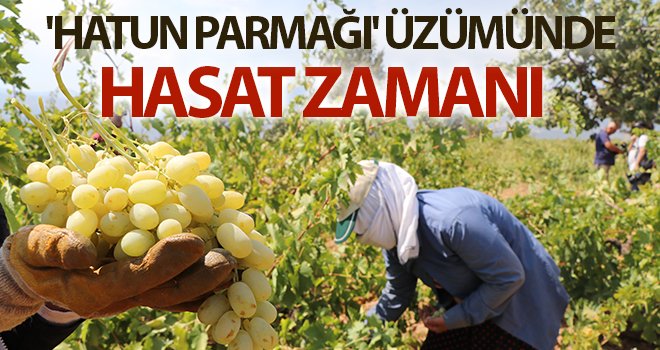  'Hatun parmağı' üzümünün hasat zamanı başladı