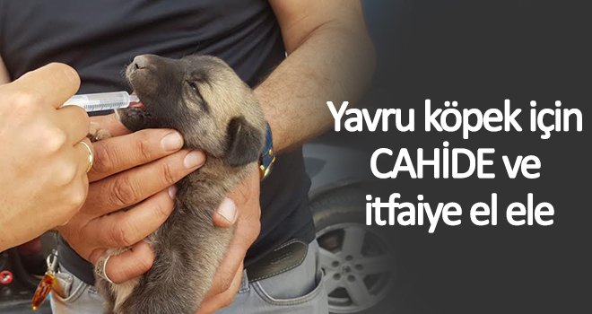  Yavru köpek için CAHİDE ve itfaiye ekibi seferber oldu