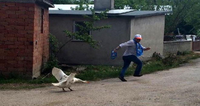 Kazlar, Seçim Çalışmalarına Katılanları Kovaladı