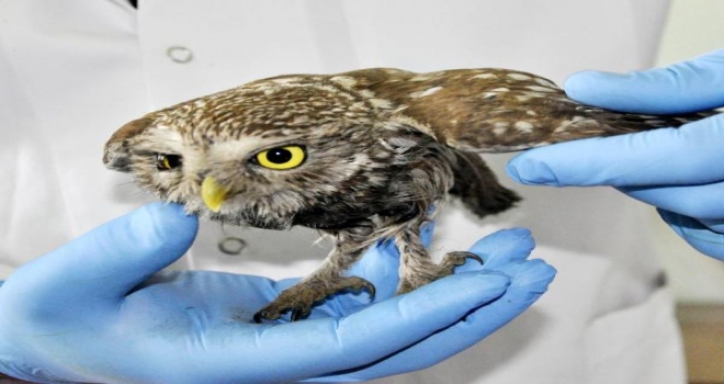 Fare Kapanları Yırtıcı Kuşları Tehdit Ediyor