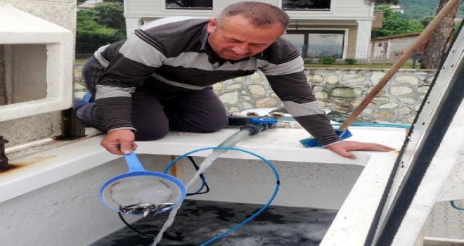 300 Bin Yavru Levreğe İzmit Körfezinden Cansuyu 