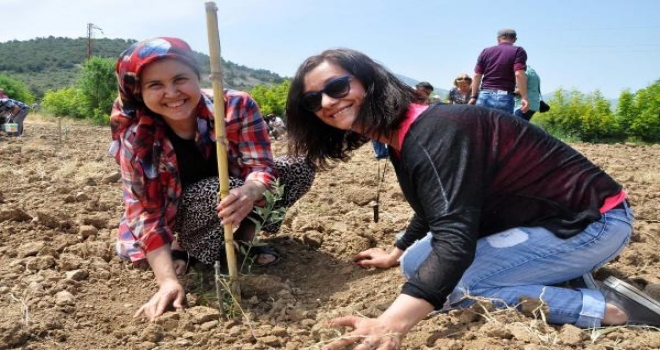 Olive Trees Replanted Following Night-Time Clear-Cutting İn Turkish Town