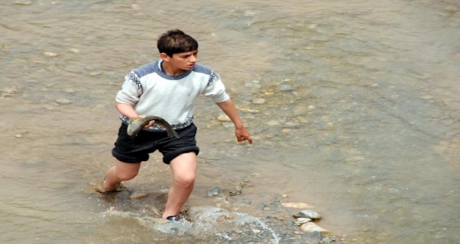 Tokatta Derede Balık Ölümleri