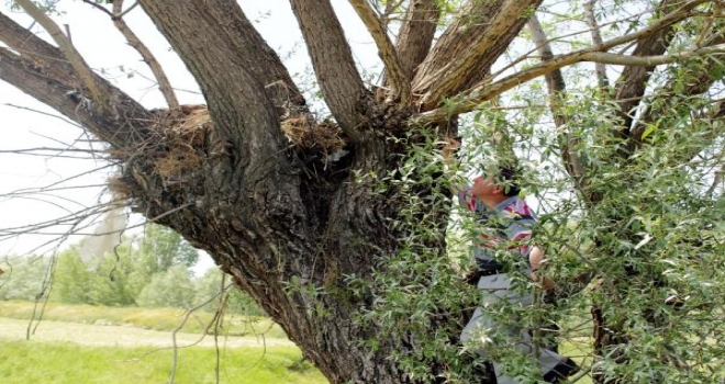 Yavru Şahinler Köylünün Korumasında