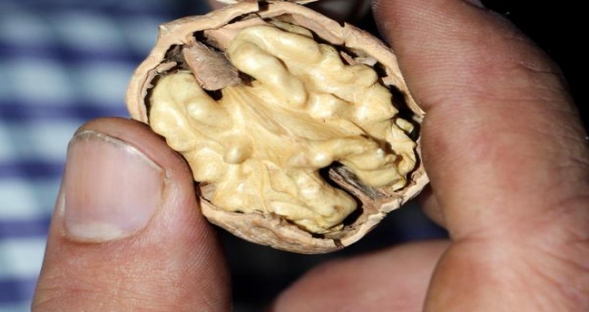 Doç. Dr. Sütyemez: Ceviz Ağacı, 500 Yıl Boyunca Ozon Tabakasını Onarıyor