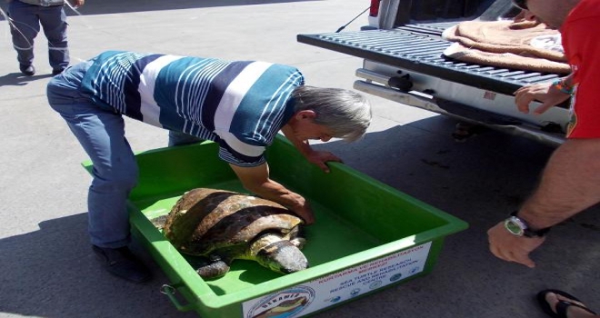 Bodrumda Yaralı Caretta Caretta Bulundu