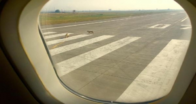 Piste Çıkan Köpekler Uçağı Pas Geçirdi