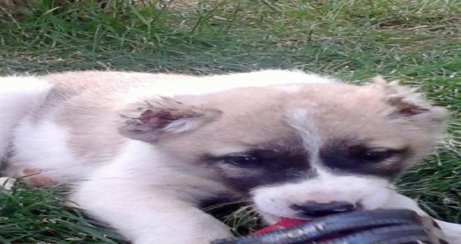 Yavru Köpeğin Kulaklarını Kestiler