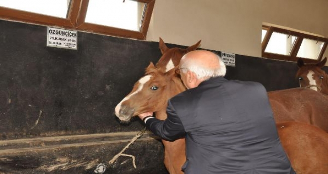 Bakan Avcı, Tayları Sevdi