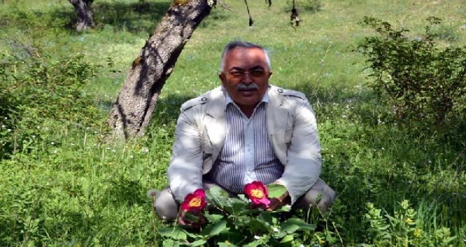 Yaylada Şakayık Çiçeği Bulan Tokat Valisi Fotoğraf Çektirdi