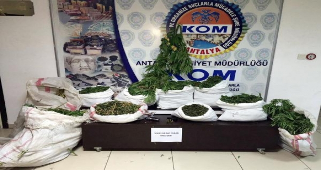 Antalyada 55 Kilo Esrar Ele Geçirildi