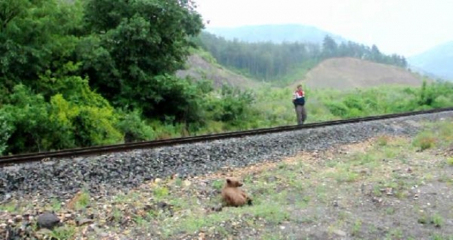 Kayalıklardan Düşerek Yaralanan Yavru Ayı Tedaviye Alındı
