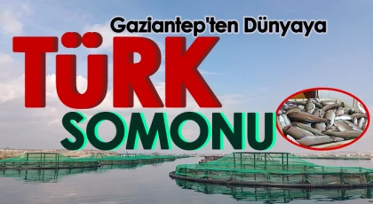 Gaziantep'ten dünyaya Türk somonu