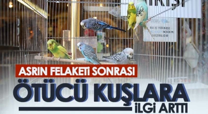 Asrın felaketi sonrası ötücü kuşlara ilgi arttı