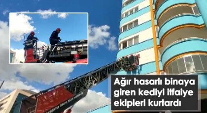 Ağır hasarlı binaya giren kediyi itfaiye ekipleri kurtardı