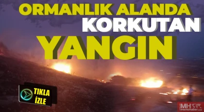 Kocatepe'de ormanlık alanda yangın 