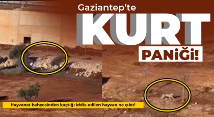 Gaziantep’te kurt paniği!