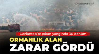 Gaziantep’te çıkan yangında 30 dönüm ormanlık alan zarar gördü