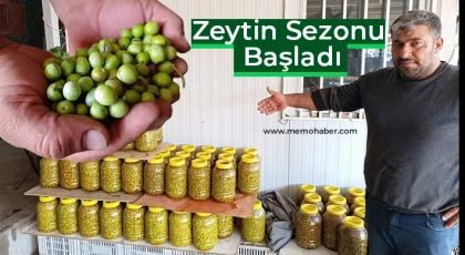 Zeytin Sezonu Başladı: Fiyatlar ve Üretim Durumu