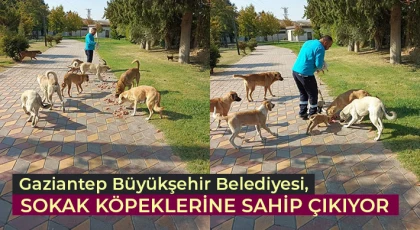 Gaziantep Büyükşehir Belediyesi, Sokak Köpeklerine Sahip Çıkıyor