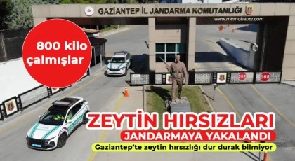 Gaziantep’te zeytin hırsızlığı dur durak bilmiyor 