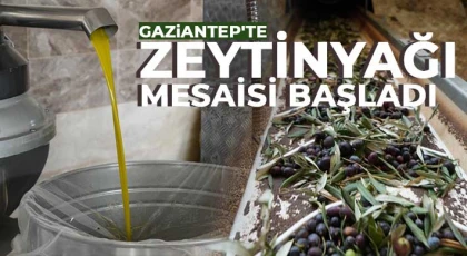 Gaziantep'te zeytinyağı mesaisi başladı