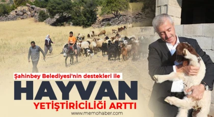 Şahinbey Belediyesi'nin destekleri ile hayvan yetiştiriciliği arttı