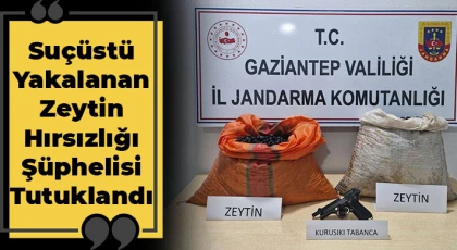 Suçüstü yakalanan zeytin hırsızlığı şüphelisi tutuklandı