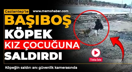 Gaziantep'te başıboş köpek kız çocuğuna saldırdı