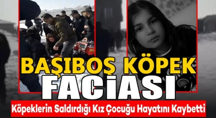 Başıboş köpek faciası! Hayattan kopardı