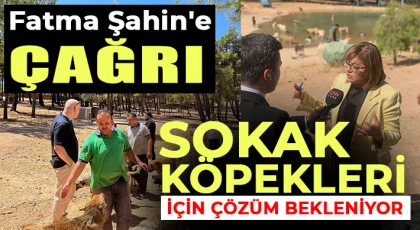 Nizip Halkından Fatma Şahin'e Çağrı: Sokak Köpekleri İçin Çözüm Bekleniyor