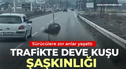 Trafikte deve kuşu şaşkınlığı