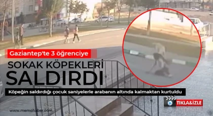 Gaziantep'te 3 öğrenciye sokak köpekleri saldırdı