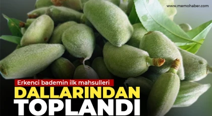 Araban'da erkenci bademin ilk mahsulleri dallarından toplandı