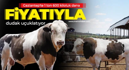 Gaziantep'te 1 ton 600 kiloluk dana fiyatıyla dudak uçuklatıyor